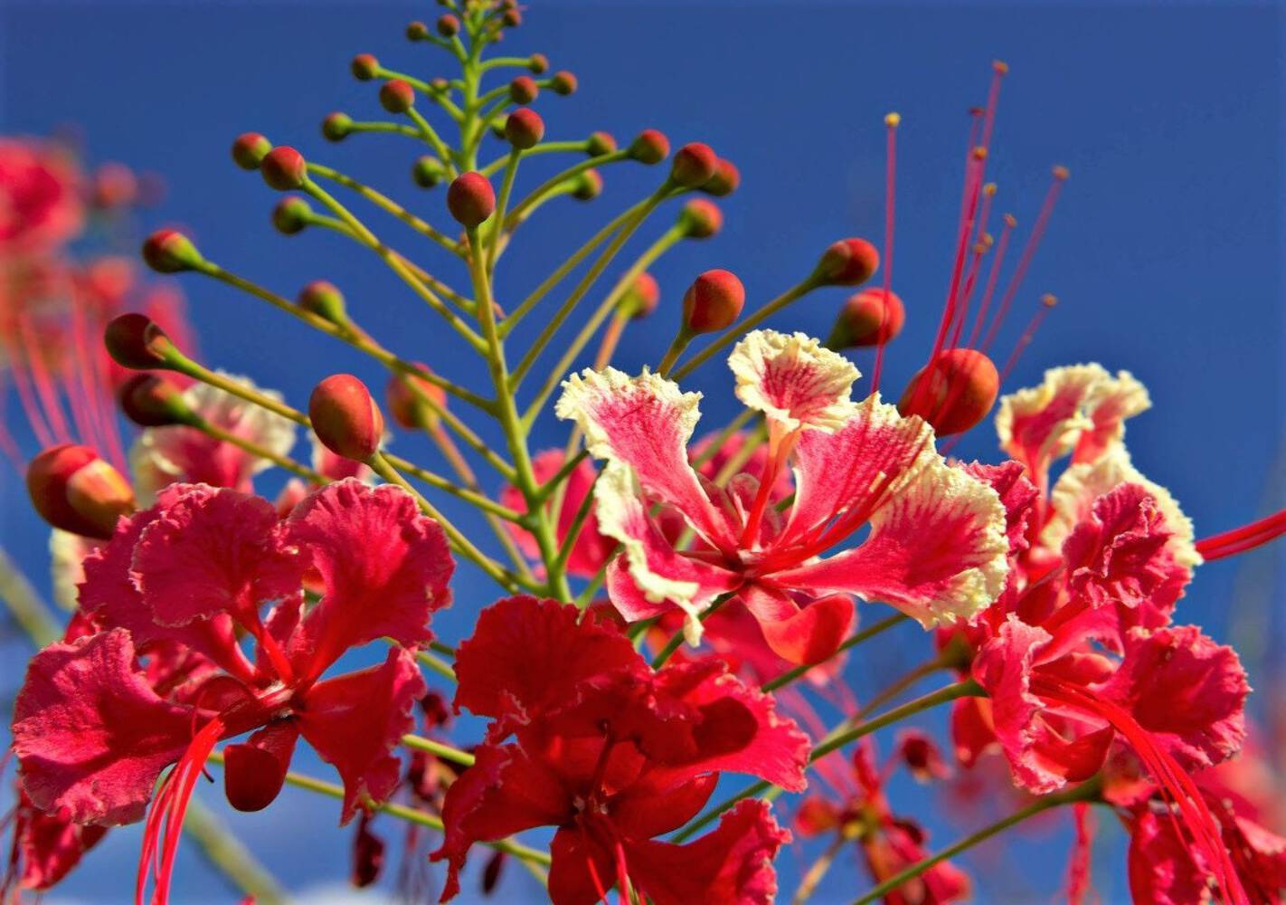10 RED BIRD OF PARADISE Caesalpinia Pulcherrima Barbados Peacock Flower Seeds