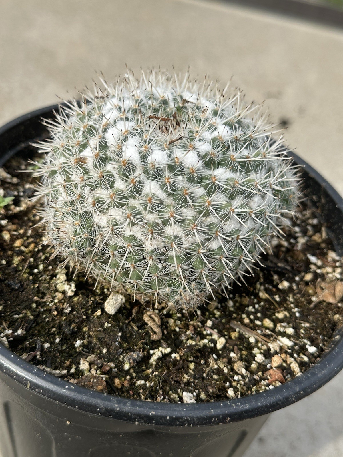 1 Gallon Pot Large Mammillaria Hahniana Old Lady Cactus Mature With Pups Free SH
