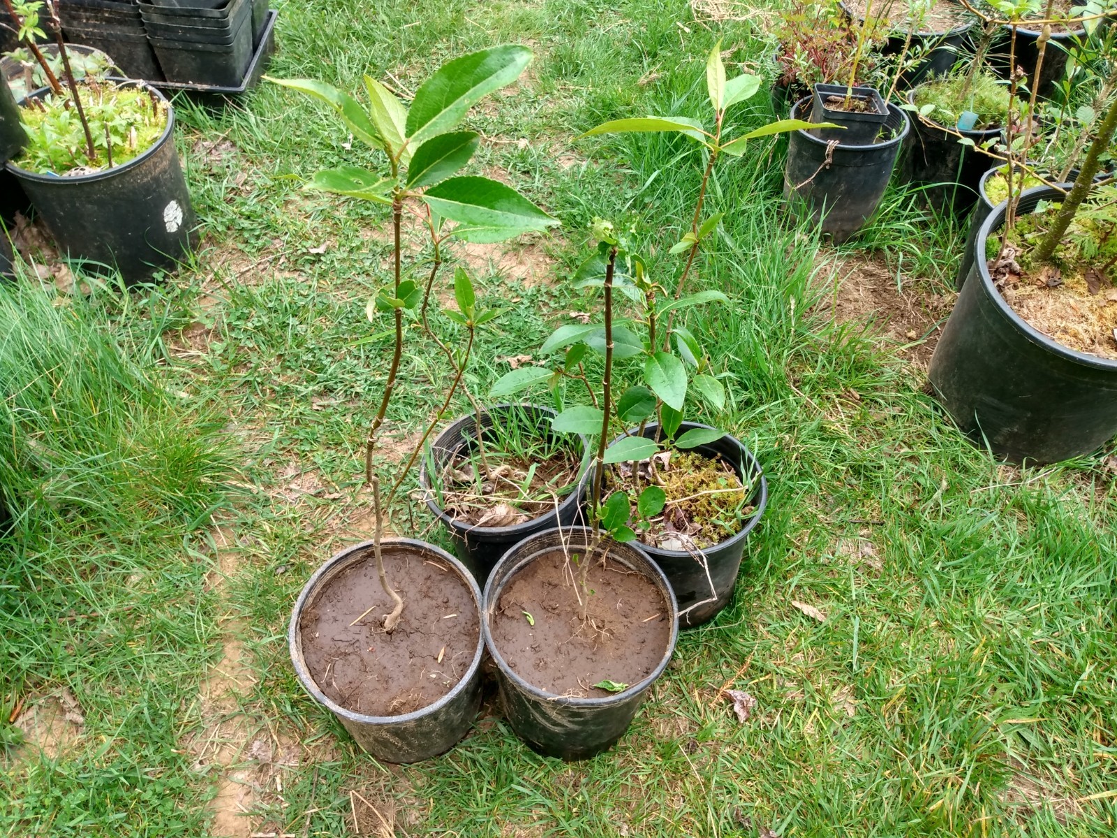 Cottonwood Tree 1-2 Feet LIVE PLANT Bare Root SUPER FAST GROWING