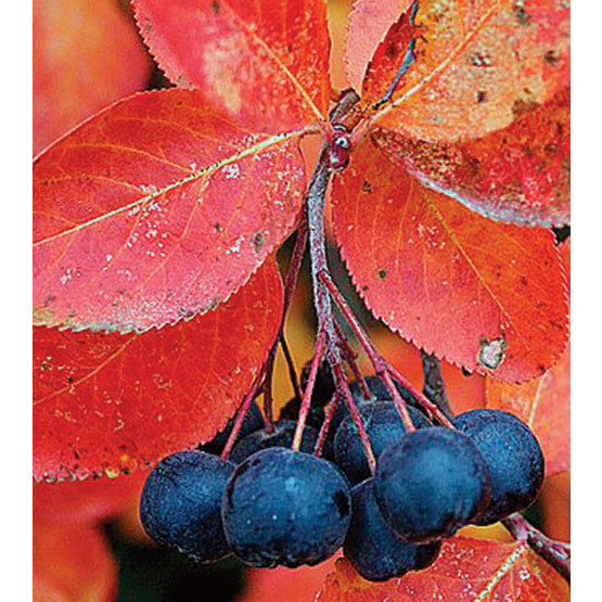 Black Chokeberry Shrub Seeds, Aronia melanocarpa