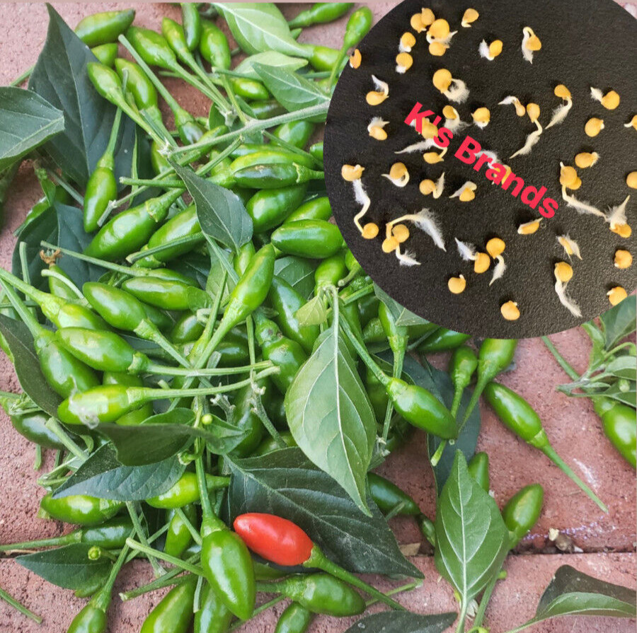 BIRD’S EYE CHILI SEEDS, ỚT XIÊM RỪNG | High Germination Rate (20 pcs)