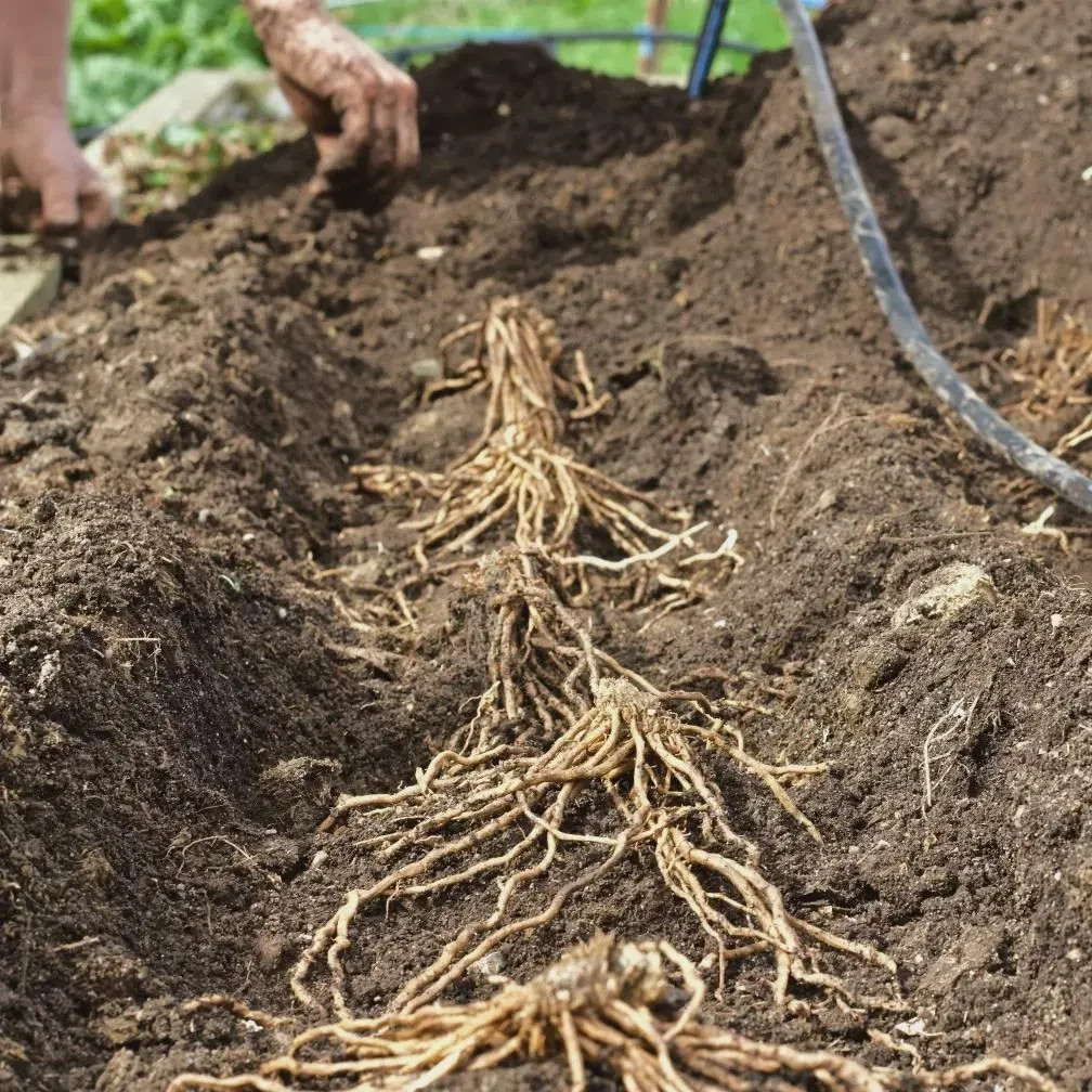 6 Asparagus Crowns “Mary Washington” (Pack of 6 Bare Root Plants) Zones 3-8