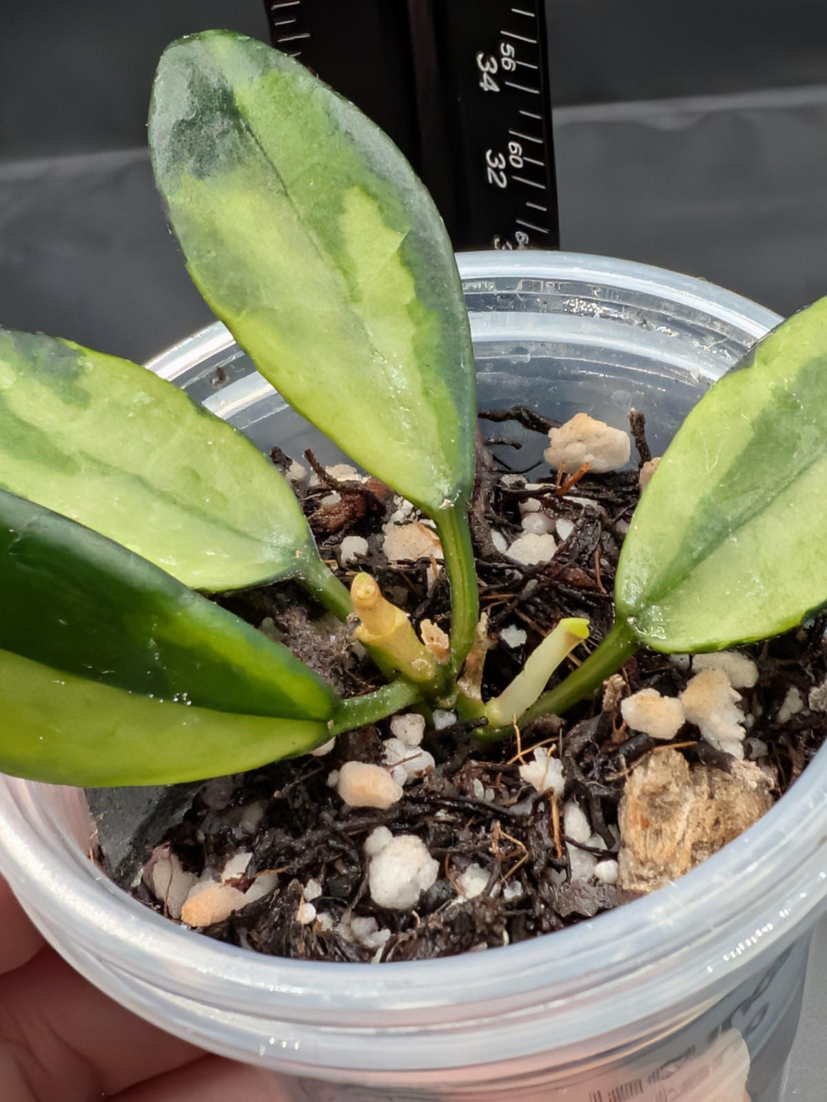 Hoya Lacunosa Platano- Newly/Lightly Rooted, New Growth Point, High Color!