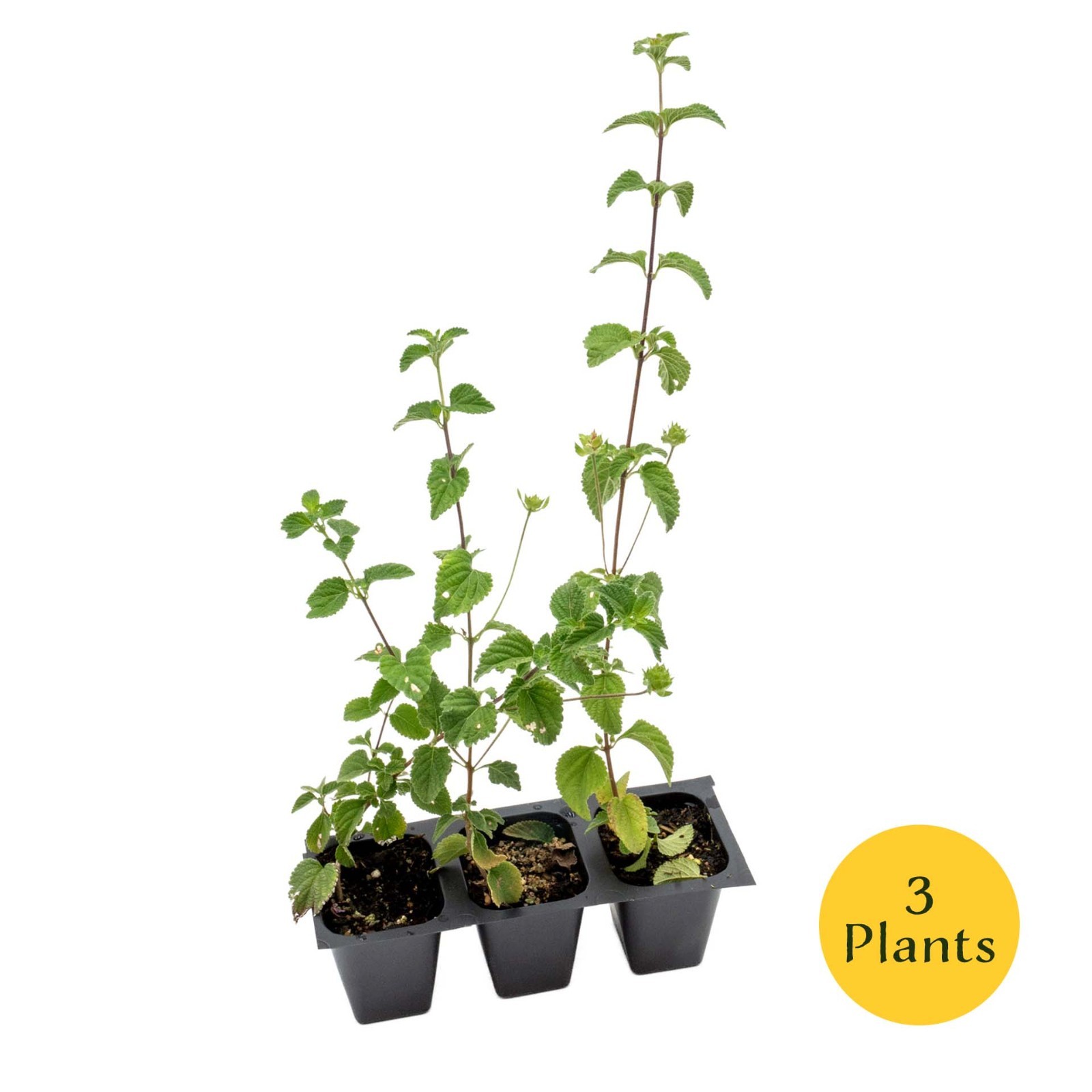 Lavender Lantana in 2.5” Nursery Cubes (Lantana montevidensis) | Trailing Plant