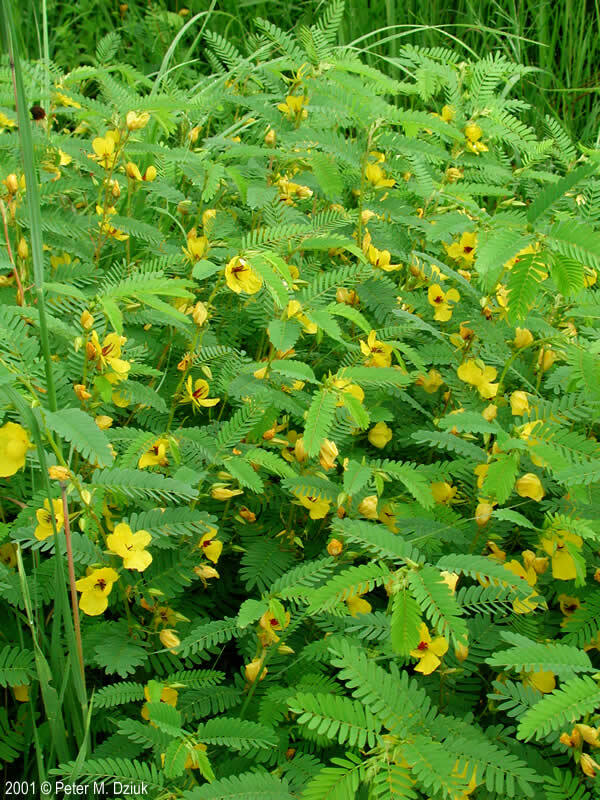 201+ PARTRIDGE PEA Seeds Native Wildflower Fall Food Source Turkey Deer Birds