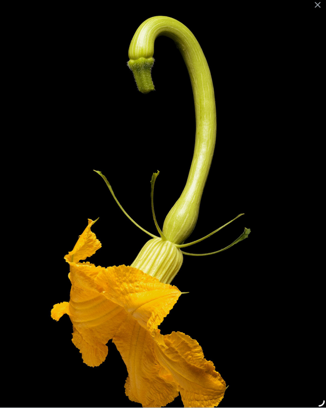 Tromboncino Squash Seeds Italian Zuchetta Cucuzzi Seed. Summer and Winter in One
