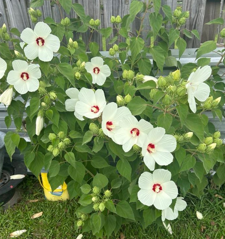 Hibiscus Seeds (50+ Count)