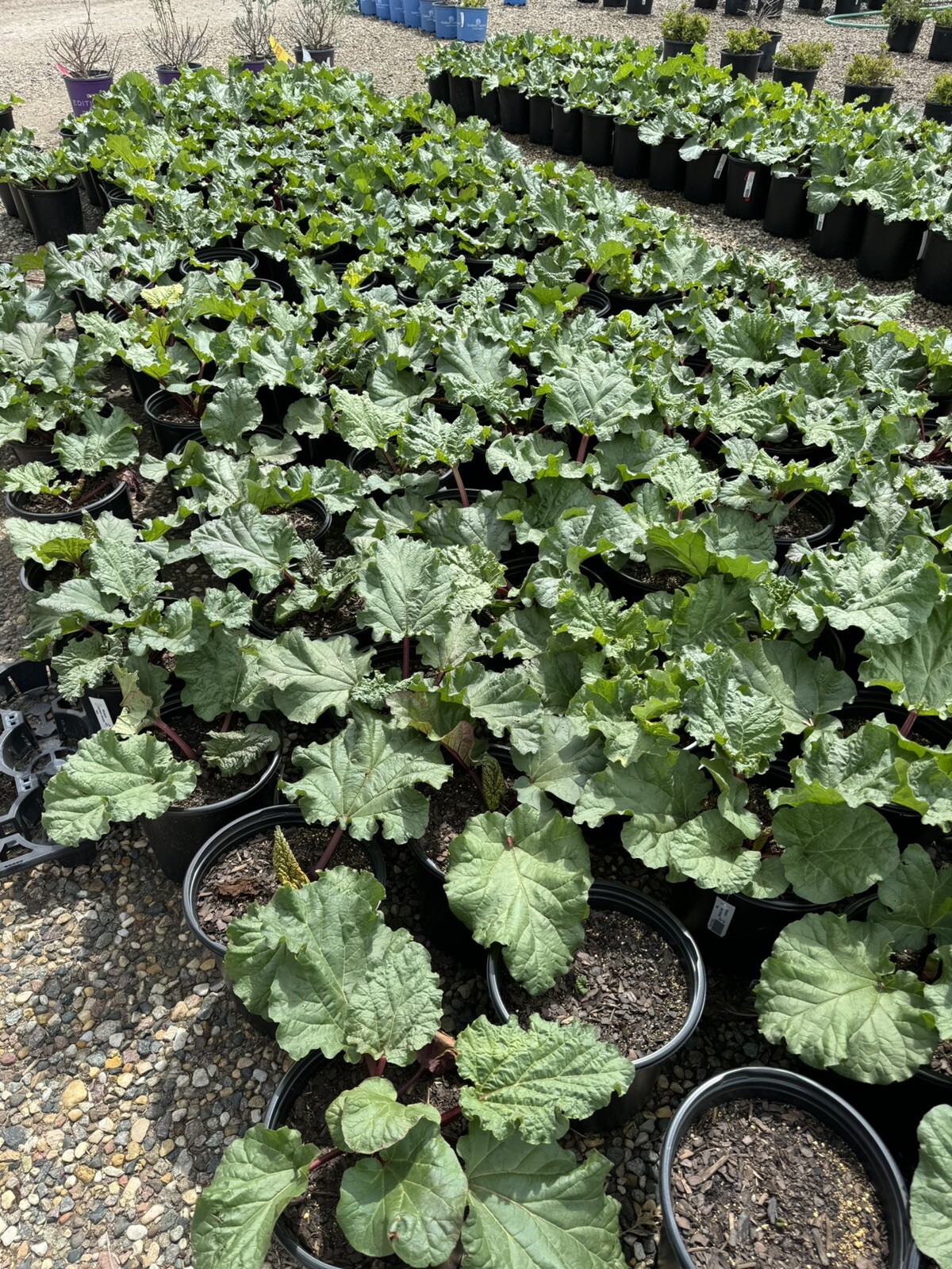2 Chipman’s Canada Red Rhubarb Plants Large 2 gal. Potted Edible Plants