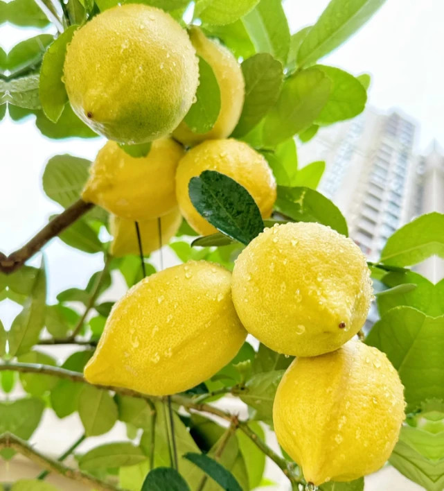 30 Lemon Tree Seeds – Grow Juicy Citrus Indoors or Outdoors in Pots or Gardens