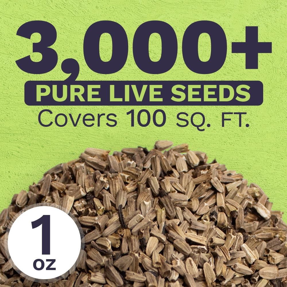 Purple Coneflower Seeds – Extra Large Packet – Over 1 Ounce Pouch,