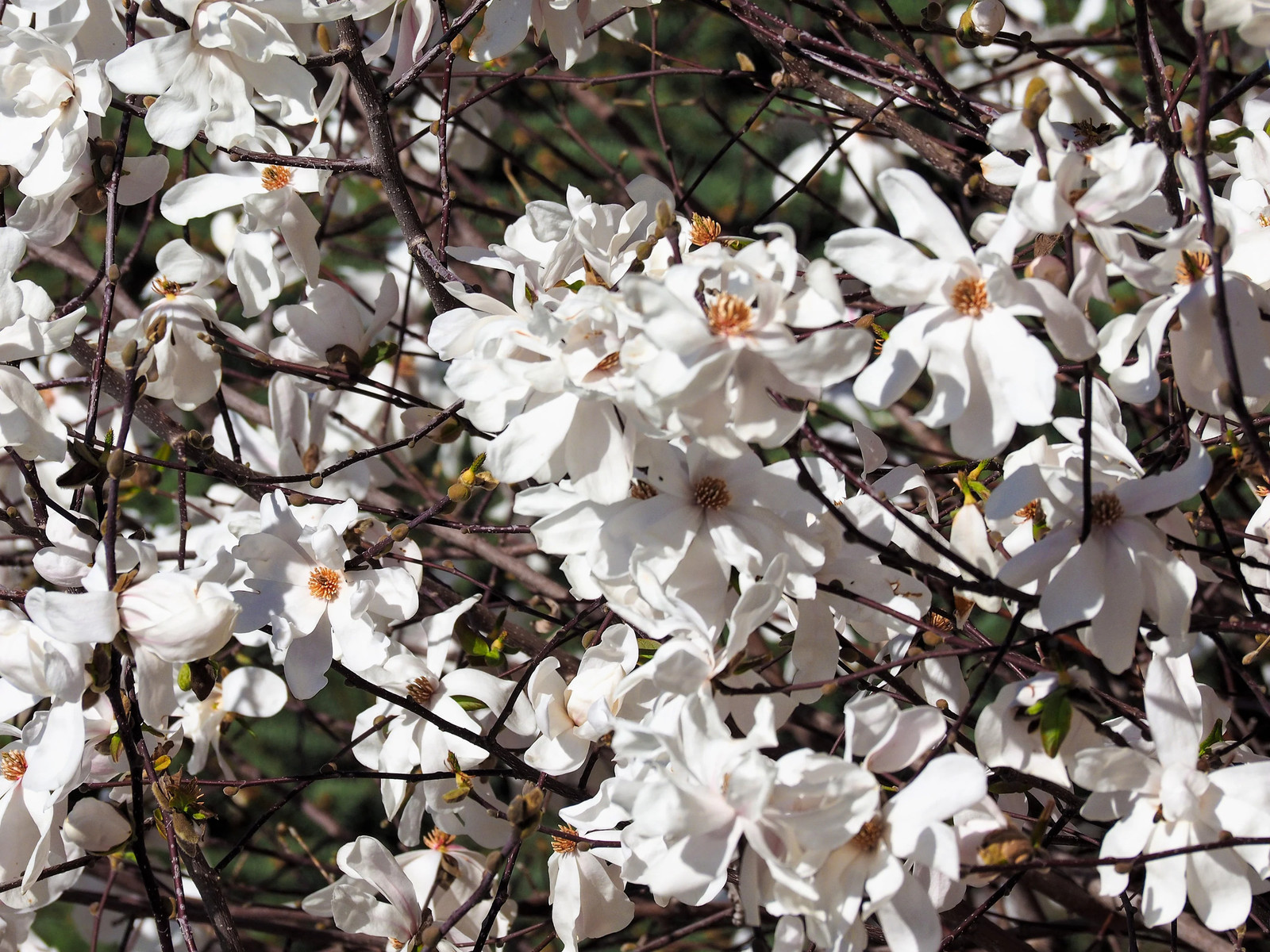 10 SWEETBAY MAGNOLIA Virginiana TREE Shrub Native Laurel White 3″ Flower Seeds