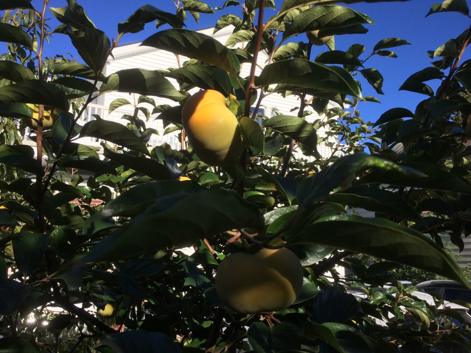 Fresh cutting(s) 6-8″L of the FUYU Persimmon tree for grafting