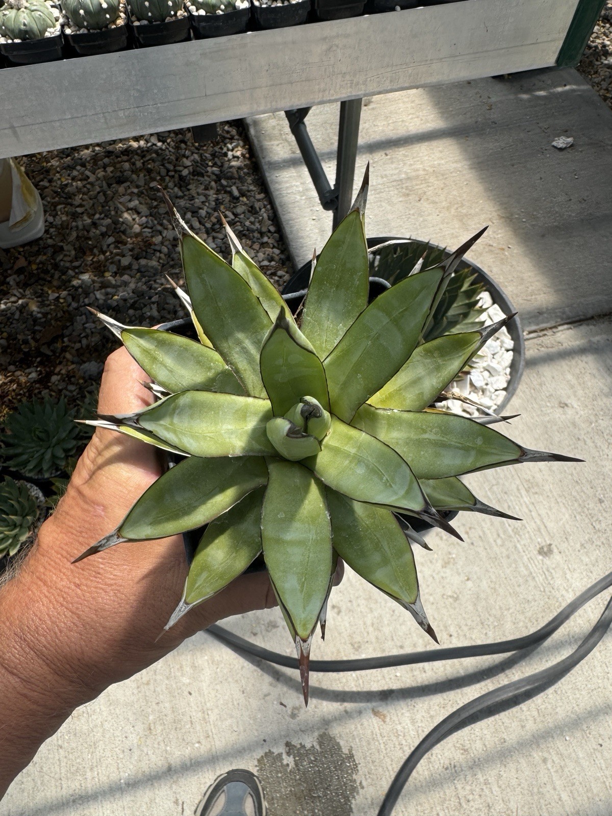 Agave “Little Shark” Succulent Live Plant Cactus