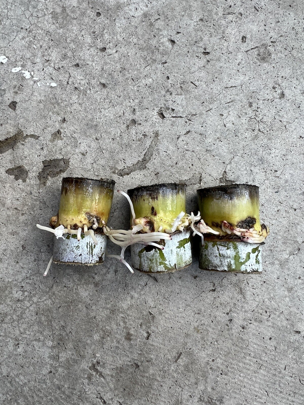 3 pcs Sugarcane Cutting Tropical Live Plant Ready To Grow