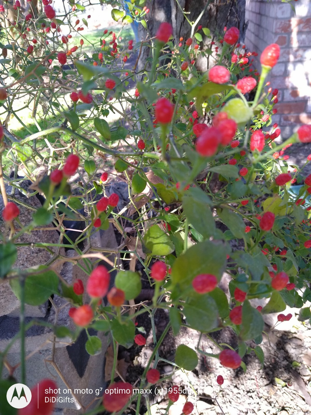 Chile Piquin Pepper Pequin Seeds Heirloom Chili Vegetable Seeds, Free Shipping.