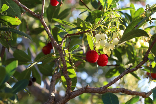 Strawberry Tree {Arbutus unedo} Evergreen 20+ seeds Free Shipping US