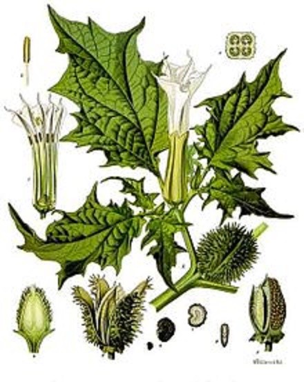 50 JIMPSON WEED DATURA SEEDS – Datura stramonium