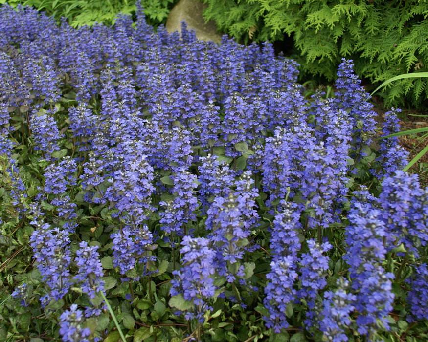 Ajuga Bronze Beauty 25 Plants in 3-1/2 inch Pots