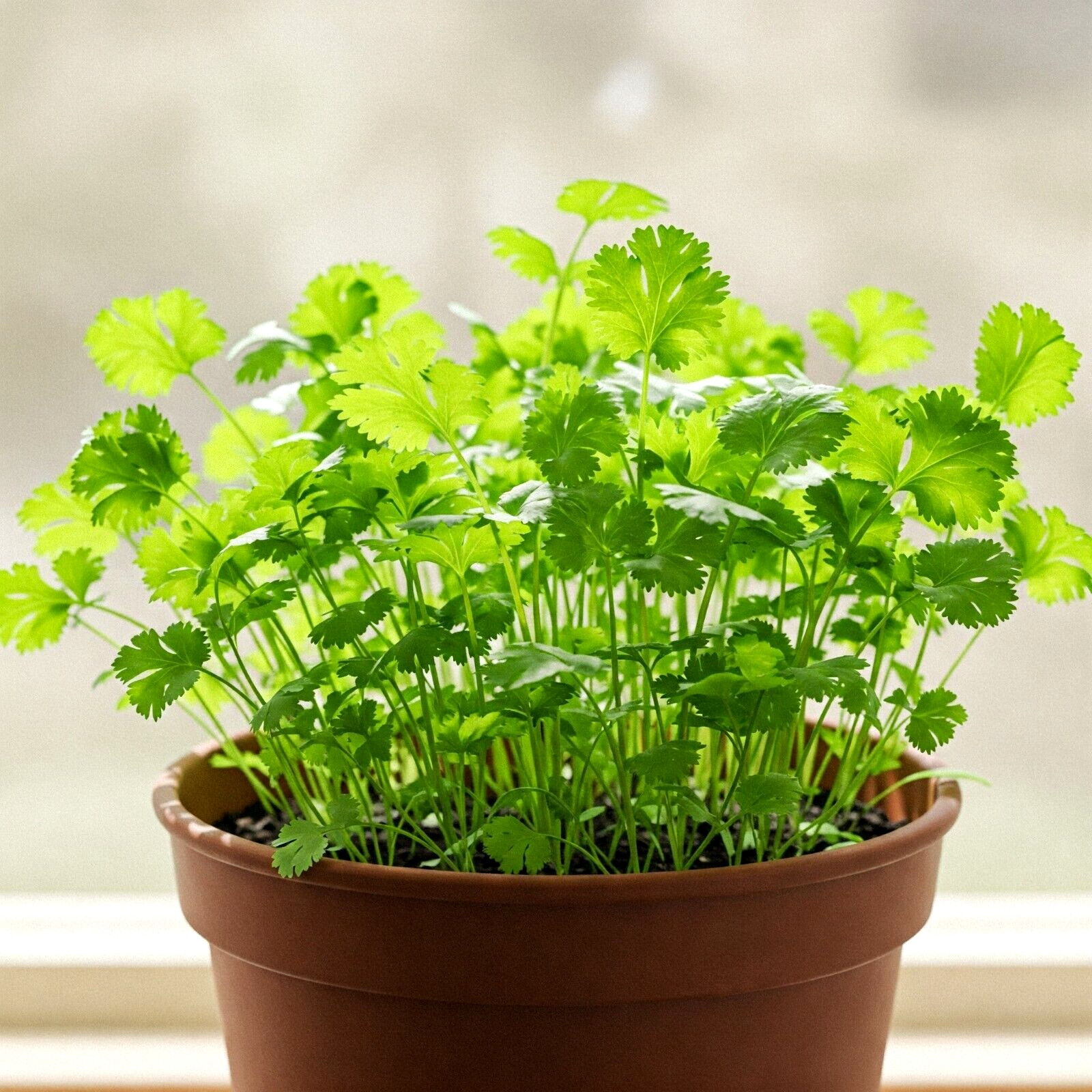 300+ CILANTRO SEEDS MEXICAN CORIANDER HERB PEST REPELLENT SLOWBOLT HEIRLOOM USA