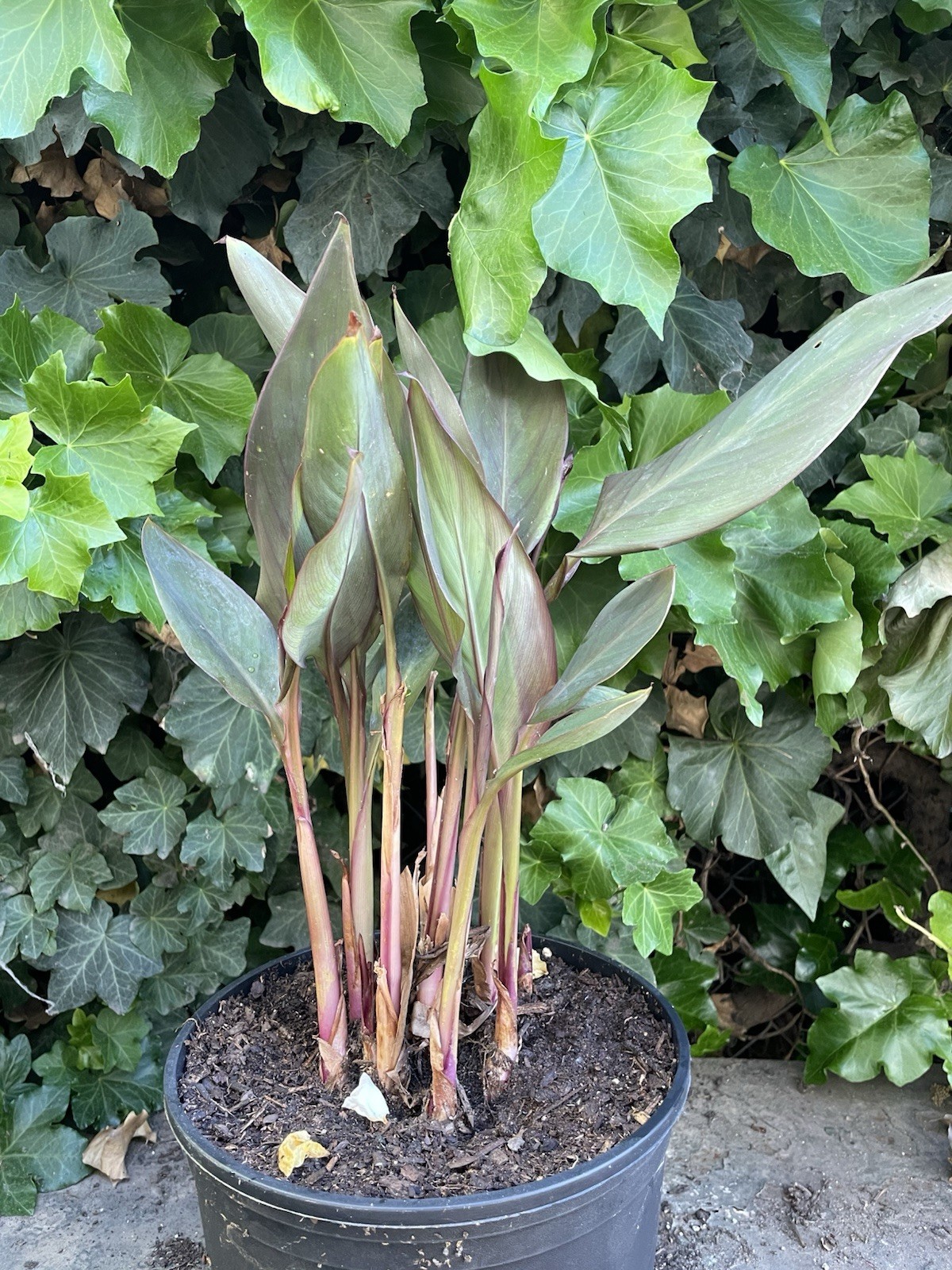 Canna “Lava Rock”