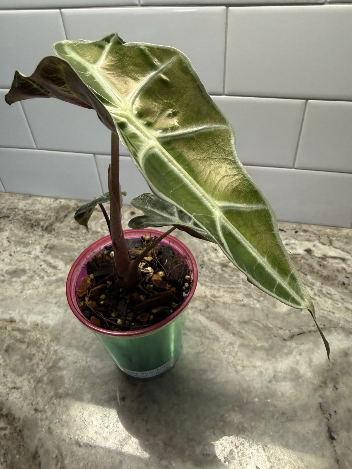 Pink Polly Ghost Mint Alocasia