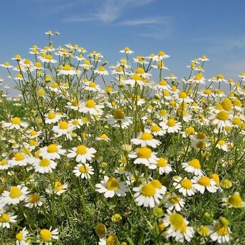 2001+Common German CHAMOMILE Flower Seeds Organic Herb Tea Garden Container Easy