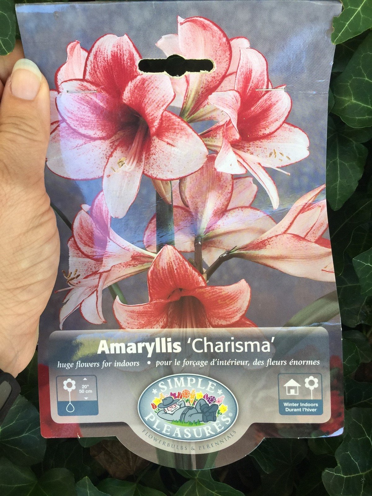 Daylily Nursery Charisma Amaryllis Bulb – Single Blooming Amaryllis