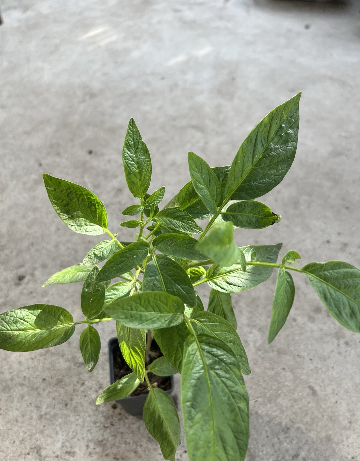 Pepino Melon Plant 15” With Pot Golden Sweet Ginseng Fruit Plant