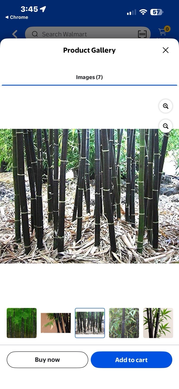 Black Bamboo Live Bamboo Plant Tropical Climate Black/Green Bamboo