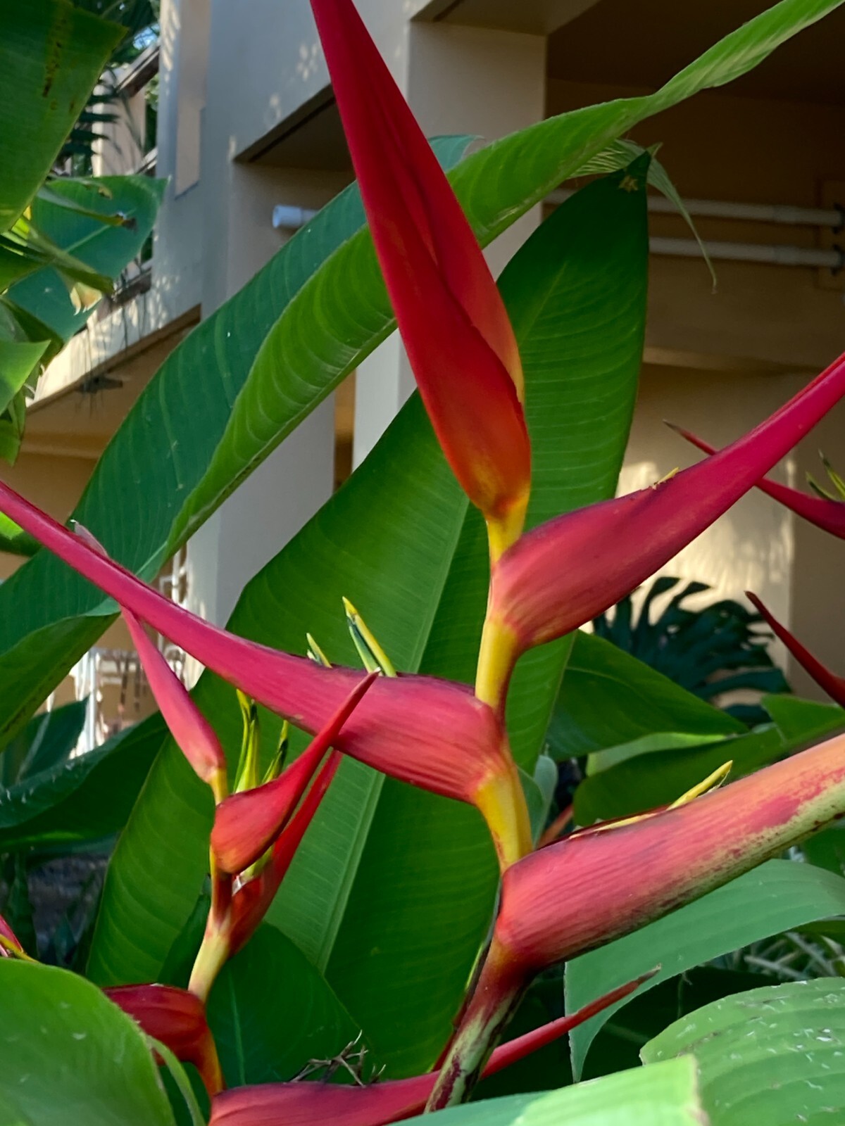 Heliconia Latispatha Red Gyro- Live plants up to 12″ and/or rhizomes