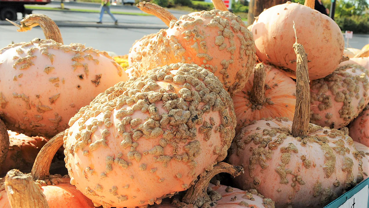 Peanut Pumpkin Seeds (Galeux D’ Eysines) | Warty Pink Pumpkins Squash Seed 2023