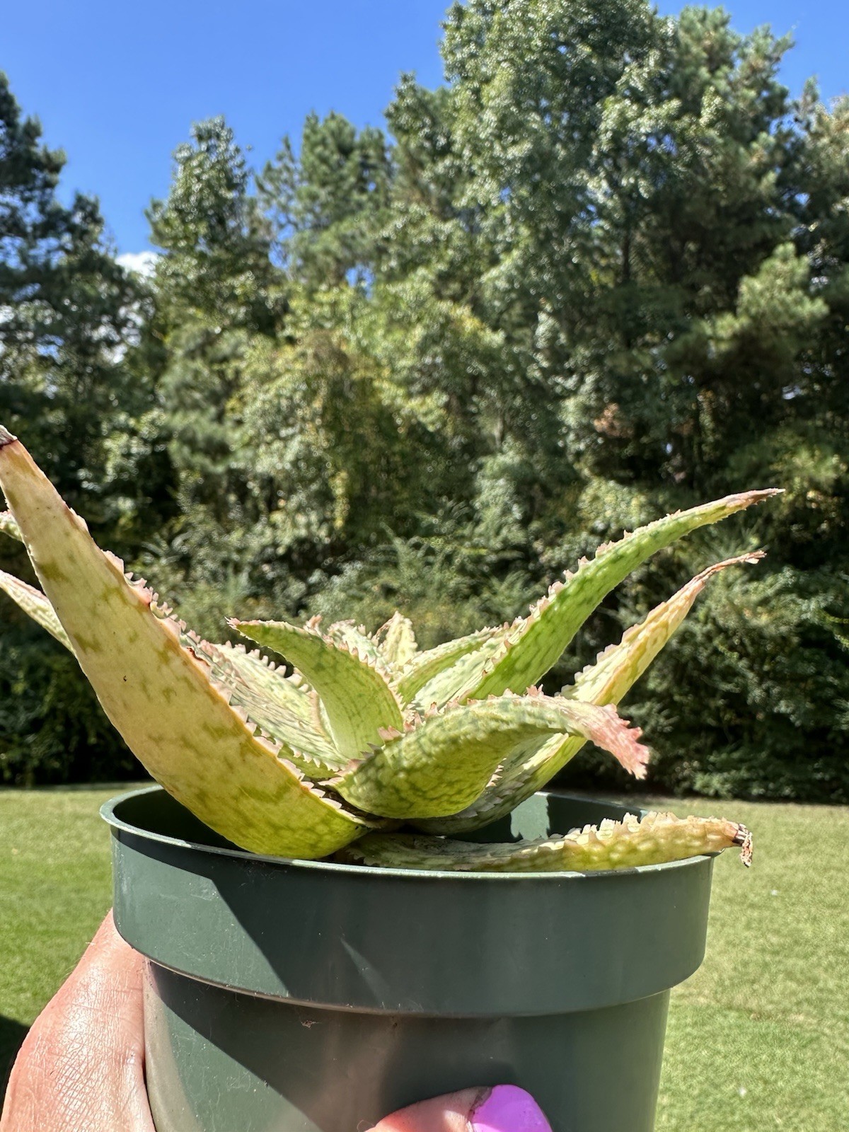 Pink Blush Aloe-Live Plant ‘Pink Blush’-Rare and Colorful 💓