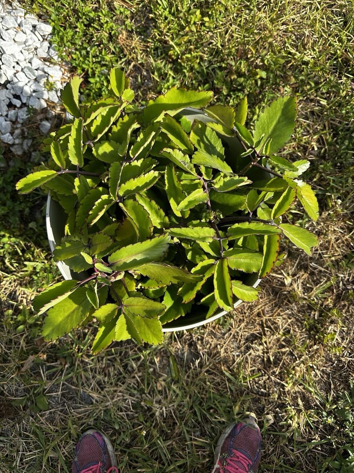 Kalanchoe Pinnata Kalanchoe Plant 6-10″ Tall, Miracle Leaf Mother of Thousand