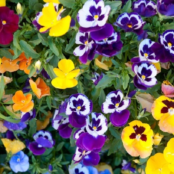 Pansy Swiss Giants Mixed Colors Seeds Organic, Non-GMO Viola Wittrockiana Roggli