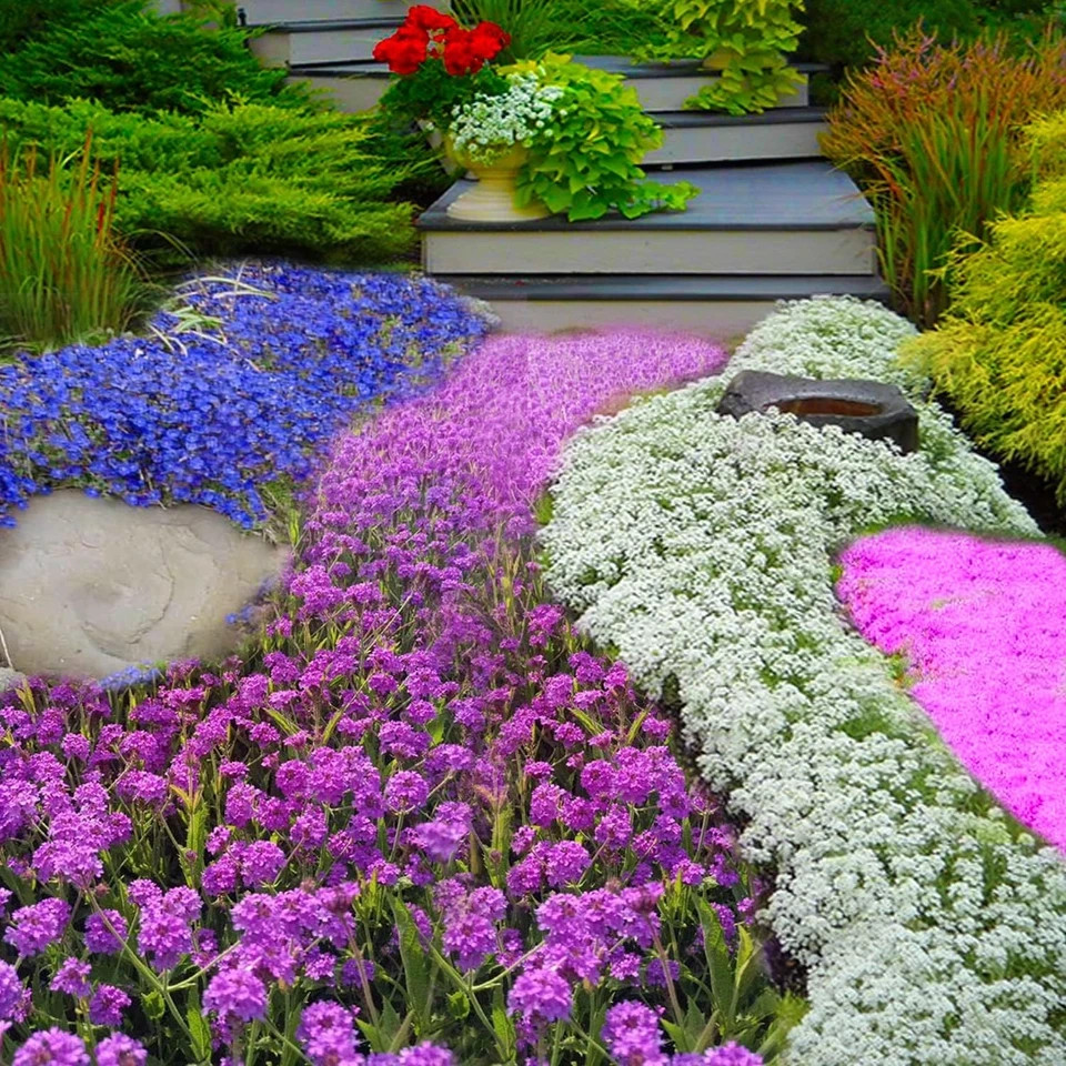 Ground Cover Plant Collection – 31,000+ Mix of Creeping Thyme, Alyssum, Purple