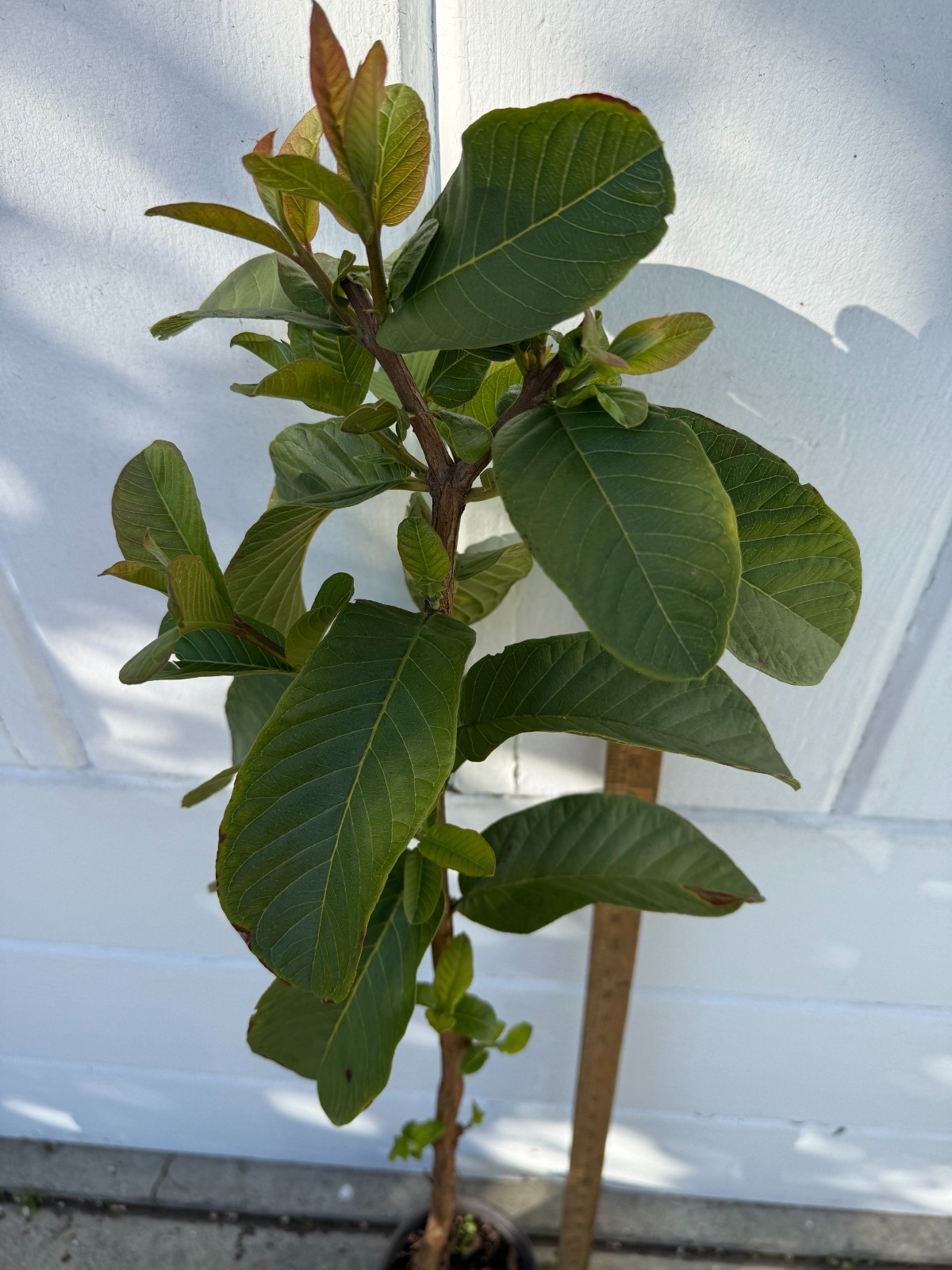1 Snow White Tropical Guava Fruit Tree Psidium Guajava Starter Tree App. 40″