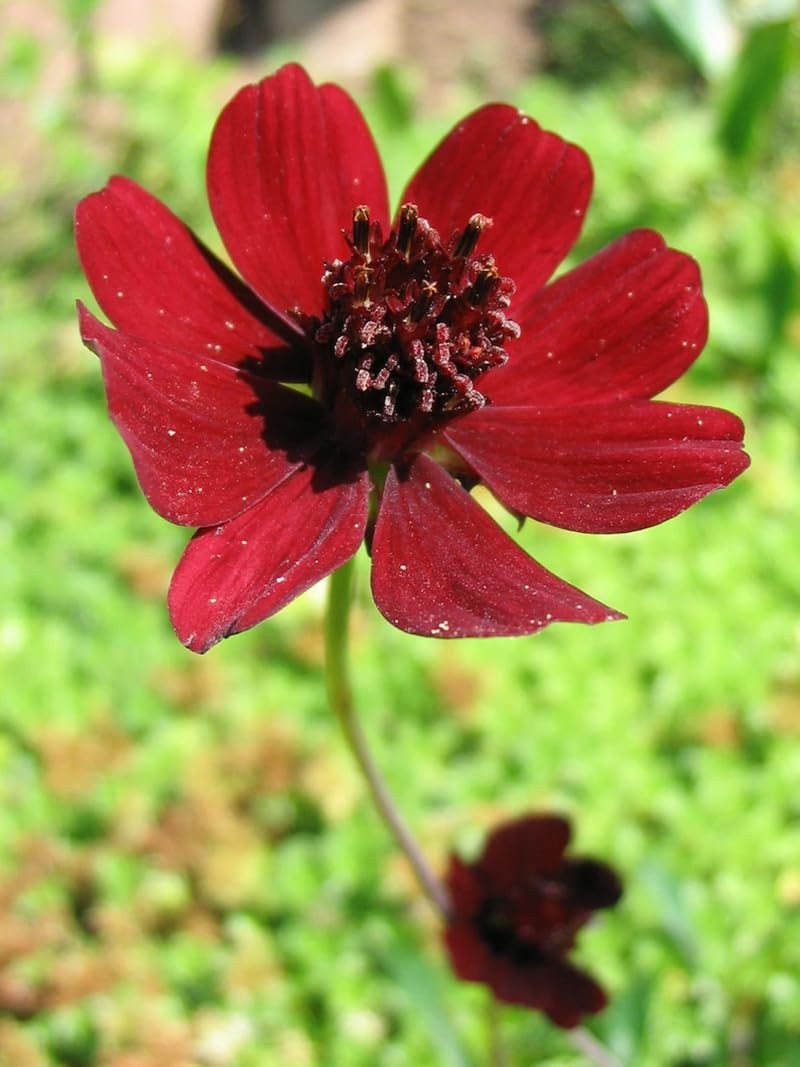 200+ Chocolate Cosmos Seeds Double Flowers Garden Planting Dark Red