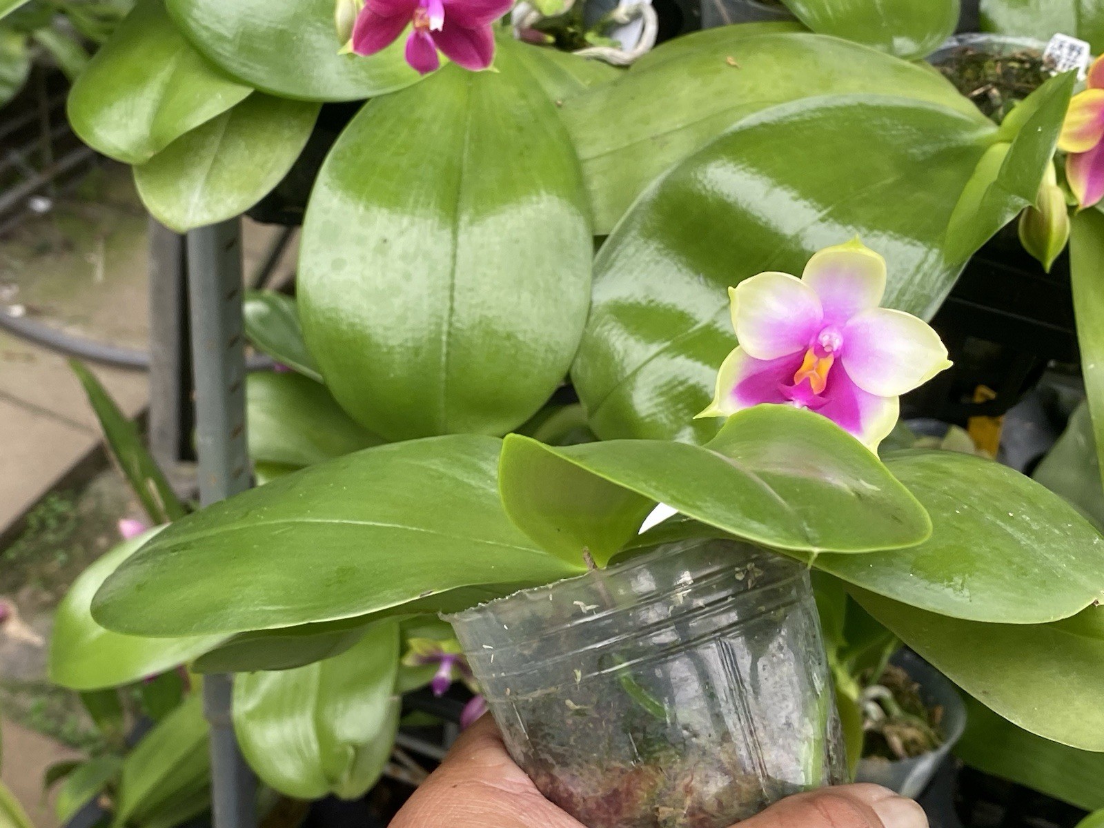 Original Phal Phalaenopsis Sweet Memory x bellina-FRAGRANT