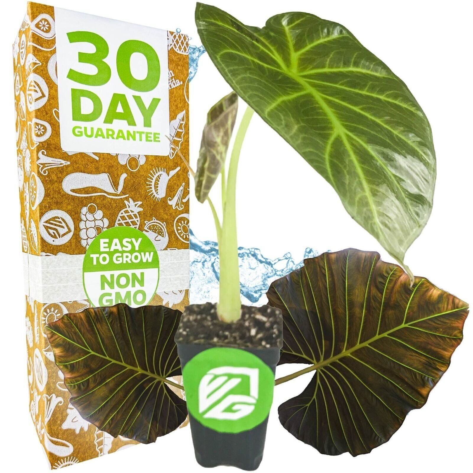 Regal Shields Elephant Ear – Alocasia – Live Plant