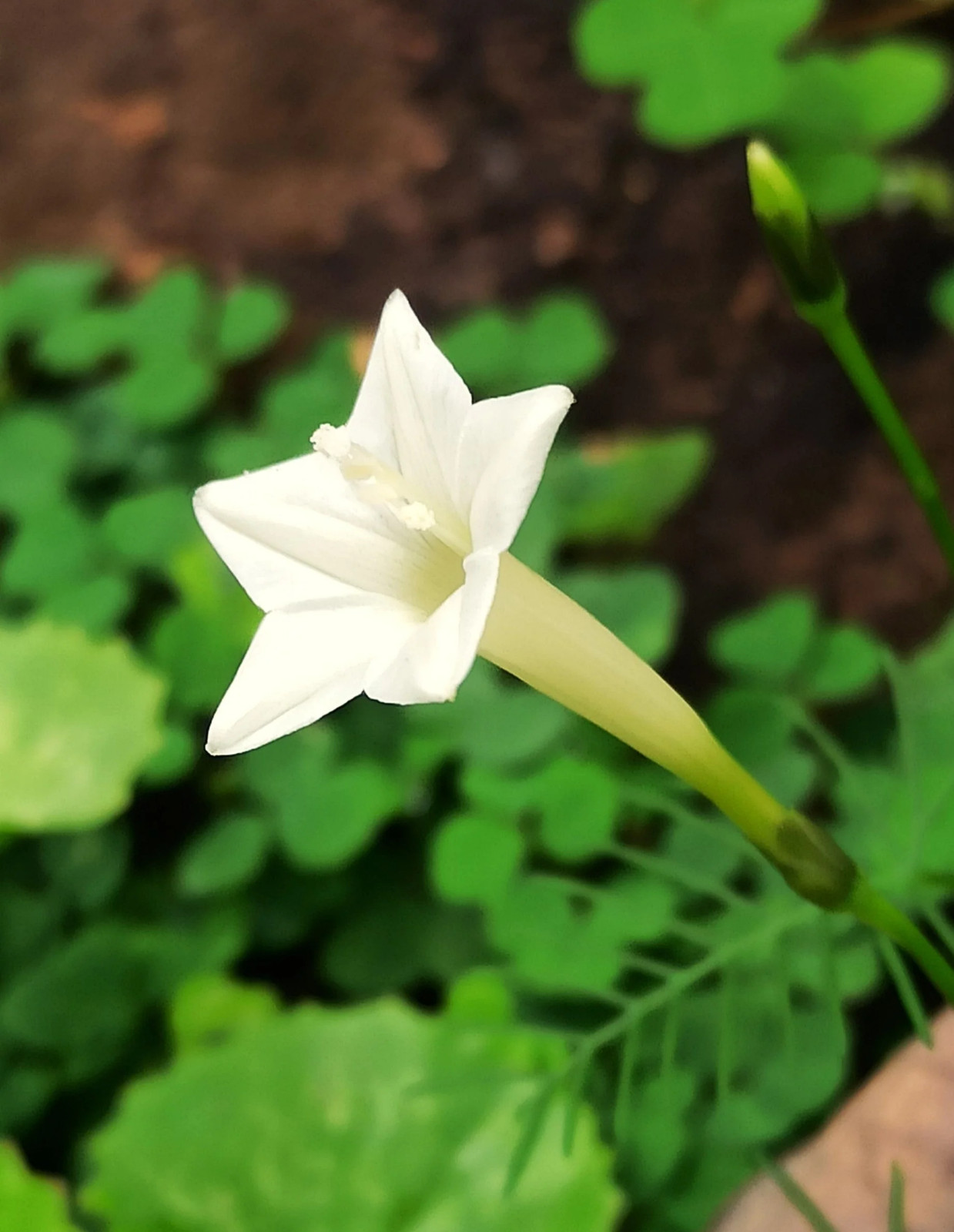 Mixed Colors Cypress Vine Seeds – For 2025 Planting Ipomoea Quamoclit Cardinal