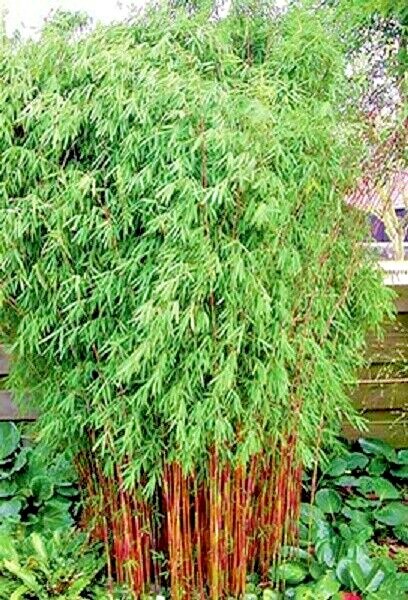 10 RED FOUNTAIN BAMBOO SEEDS – Fargesia ‘Jiuzhaigou’