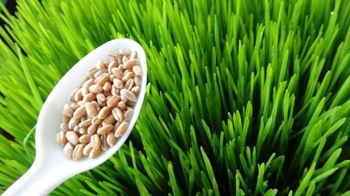 Organic Triticale Grain Seeds (25+ Seeds)