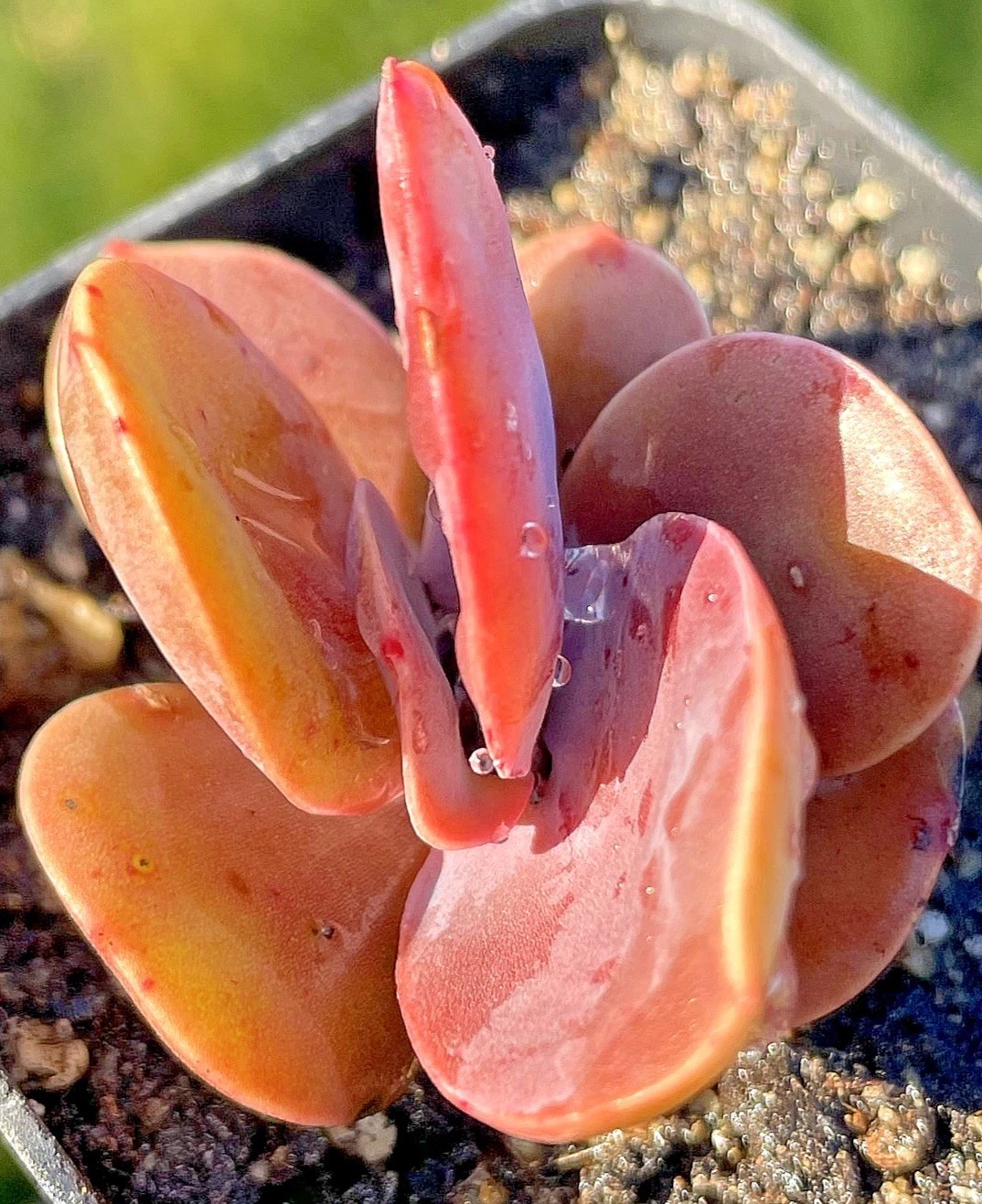 Rare Burgundy Red Paddle Succulent Rooted Live Plant Healthy Easy Care 2.5-Inch