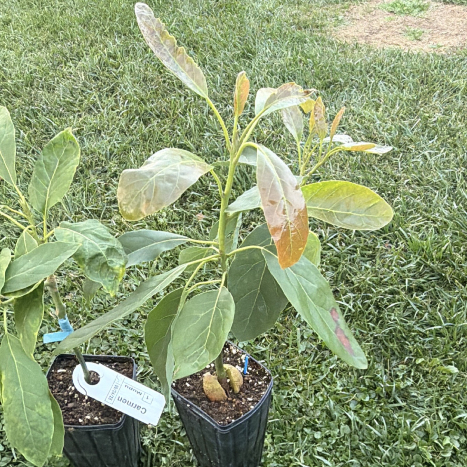 Carmen Hass Avocado Tree GRAFTED