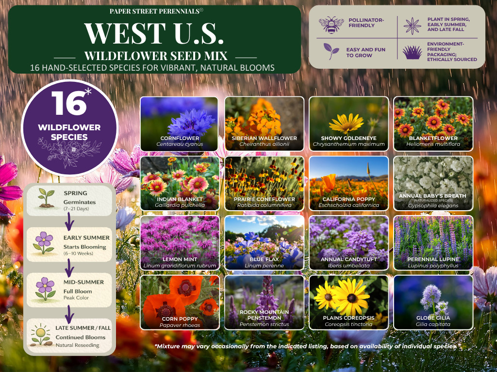 1/2 Pound Western Nebraska Bulk Wildflower Seed Mix 1/2lb Covers 1,600sq-ft