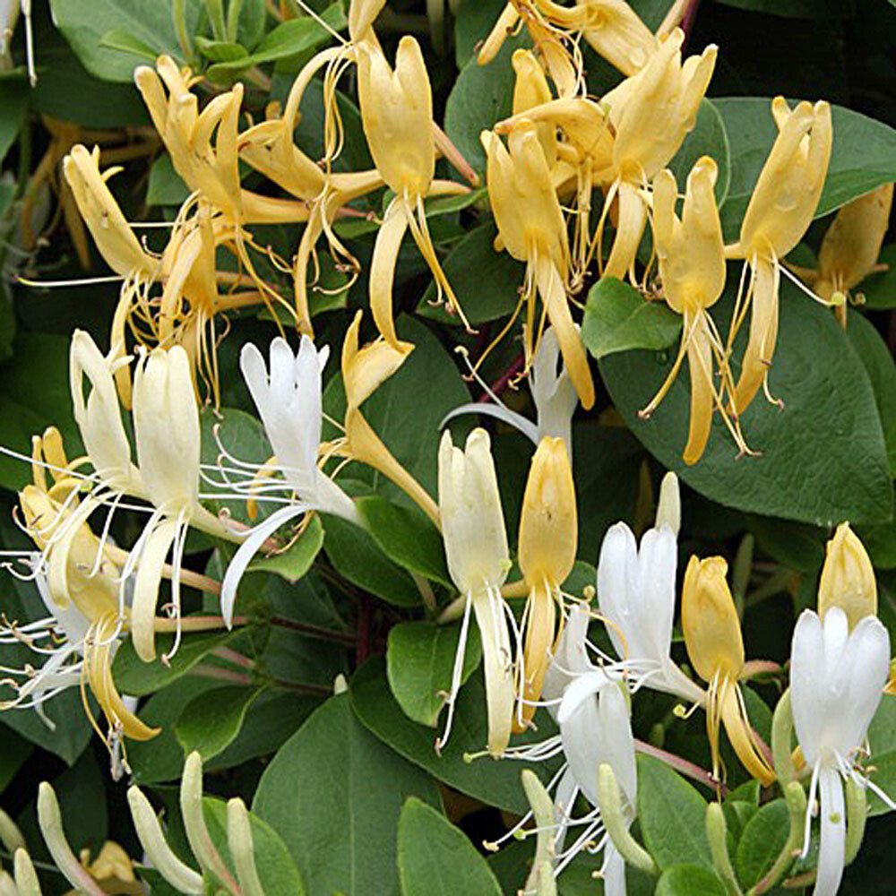 LONICERA – HONEYSUCKLE – APPROX 6-10 INCH – STARTER PLANT