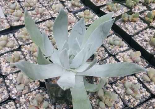 Giant Chalk Dudleya ‘Dudleya brittonii’ cactus Cacti Succulent real live plant