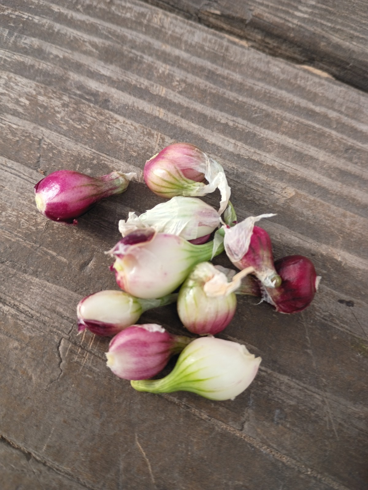 Organic CATAWISSA Egyptian Walking Onion Top Sets & German Red Garlic Cloves Lot