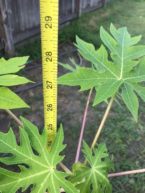 26-30″ Tall Papaya Plant