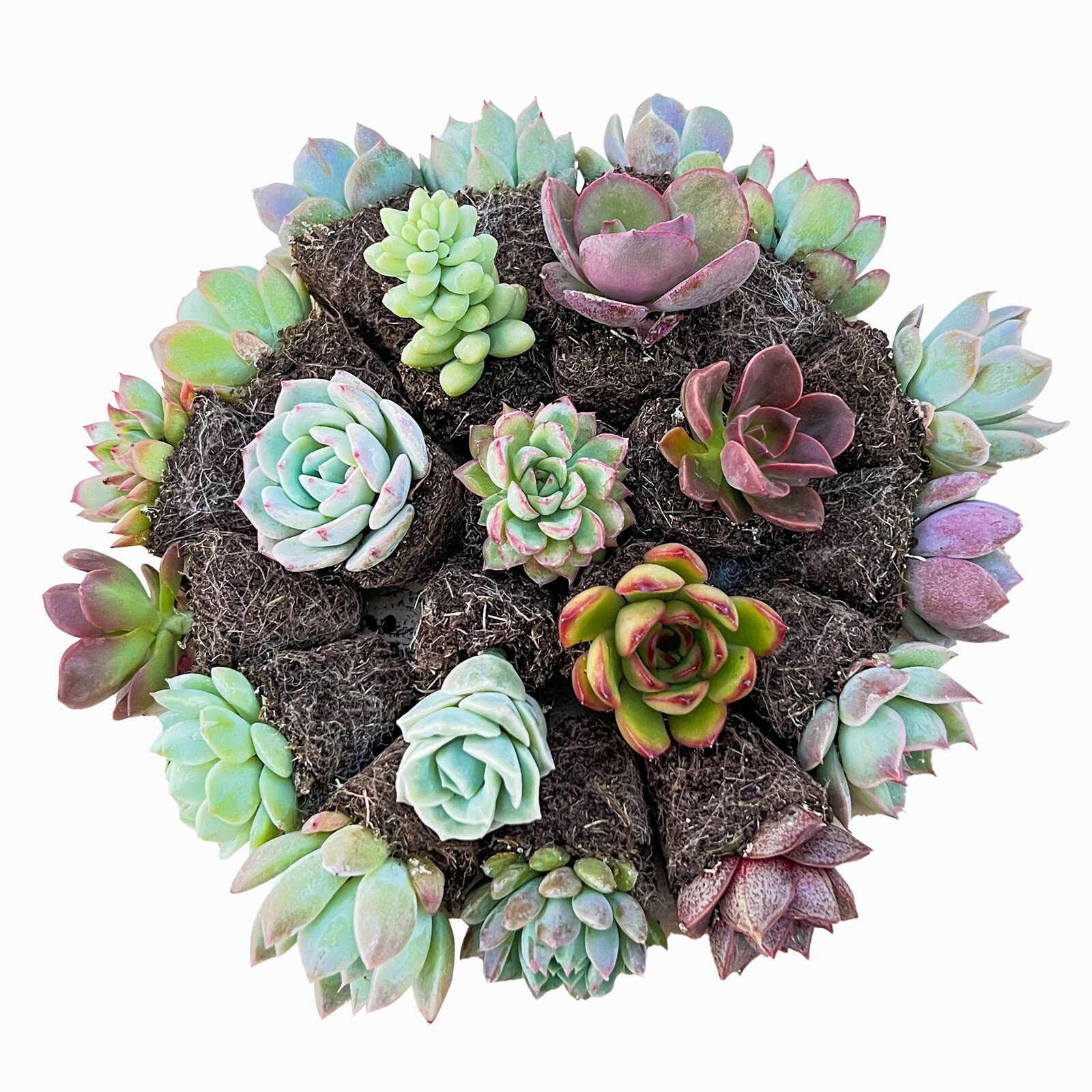 Live 10/20/30 Assorted 10 Different Varieties Succulent Plants Without Planter